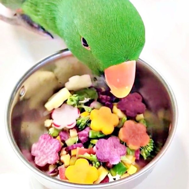 「やっぱり何だこれ」 固まって飼い主さんを横目で見つめるオオハナさん（画像提供：ゴンさん）