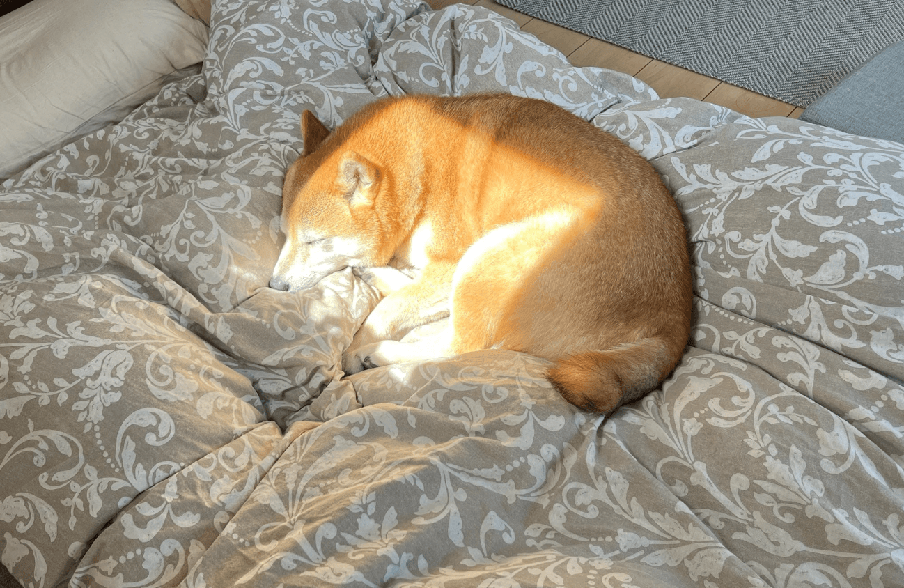 時間によって日向ができる場所を熟知している