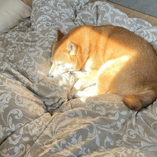 時間によって日向ができる場所を熟知している