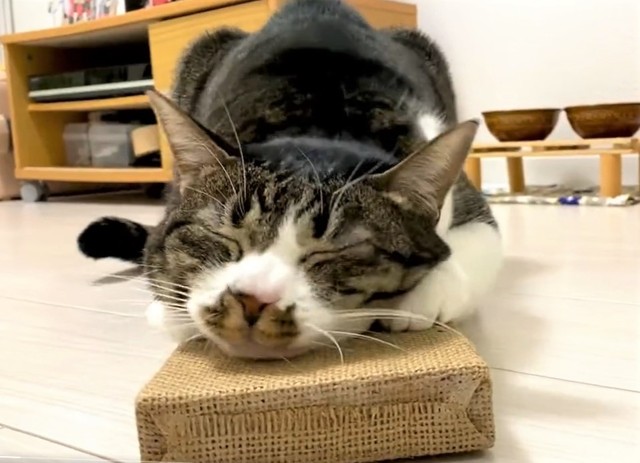 新品の爪研ぎにスリスリ、ウットリする猫ちゃんの動画がTwitter上で話題になった（「ふうちゃん」さん提供、Twitterよりキャプチャ撮影）