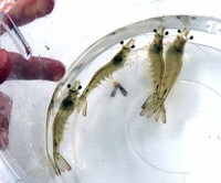 人工ふ化させた卵から育てたバナメイエビ（京都市西京区・京大桂ベンチャーブラザ）
