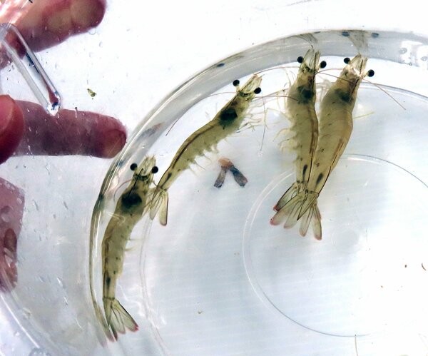 人工ふ化させた卵から育てたバナメイエビ（京都市西京区・京大桂ベンチャーブラザ）