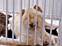 飼い主さんが撮影を始めてもまったく気づかないブーちゃん（画像提供：CHOWCHOWFAMILYさん）
