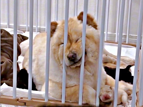 飼い主さんが撮影を始めてもまったく気づかないブーちゃん（画像提供：CHOWCHOWFAMILYさん）