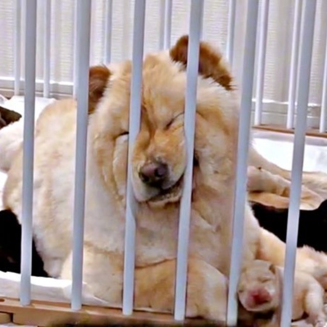 飼い主さんが撮影を始めてもまったく気づかないブーちゃん（画像提供：CHOWCHOWFAMILYさん）