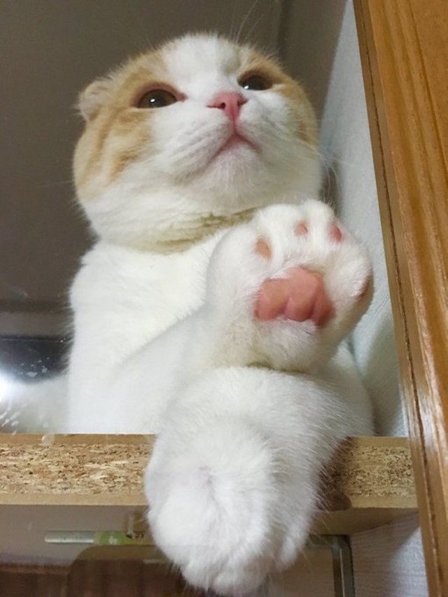 もふもふと肉球の癒しコンボ（提供：うなぎ(うなちゃん)さん）