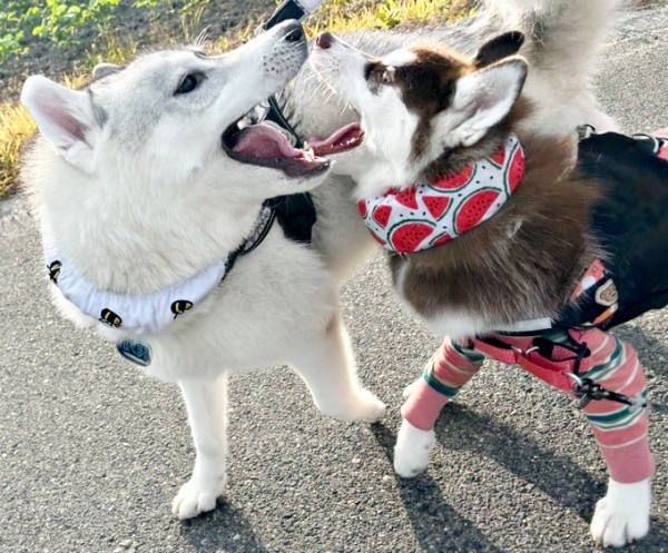 兄vs妹、散歩中のガウガウが止まらない（左から）福丸くん、ぶなちゃん（画像提供：ふくまる＋ぶな＝さん）