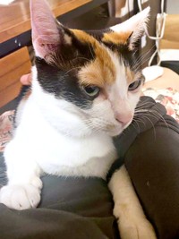 飼い主さんの膝上に乗って甘えるニケちゃん（画像提供：ポッケとニケさん）
