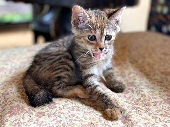 ねこの間時代（鎌倉ねこの間スタッフ松前さん提供）