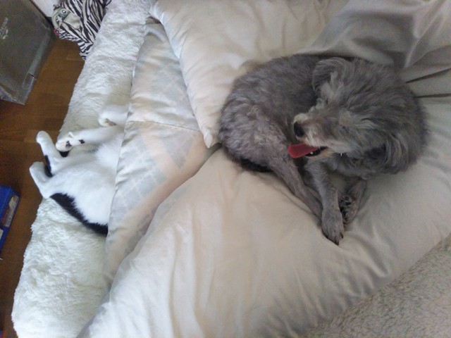 犬くんと猫さまと一緒に寝ていた頃のように（提供：松本ひで吉さん）