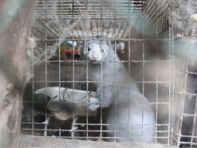 毛皮輸入量2020年は半減　でも日本で消費される毛皮のため推計61万匹が犠牲に