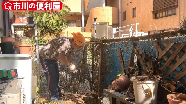 フェンスに絡みついたツタを1本ずつ除去／市川の便利屋さん（@ichikawanobenriya）提供