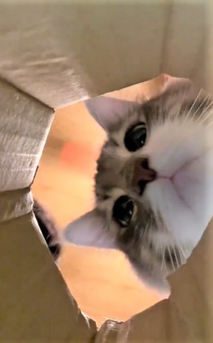 次は・・・（ネコランドさん提供、Twitterよりキャプチャ撮影）