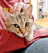 飼い主さんをメロメロにしているキィちゃん（画像提供：アヴェマナヴさん）