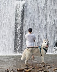 パパと一緒に滝の前で涼む珀くん（画像提供：ハスキーの珀くん）