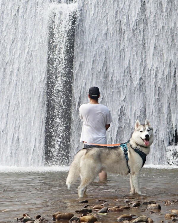 パパと一緒に滝の前で涼む珀くん（画像提供：ハスキーの珀くん）