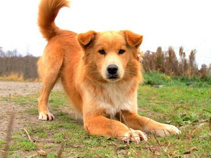 「保護犬」「保護猫」「譲渡」　より多く知ってもらうには