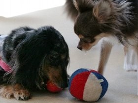 ワンちゃんの「保育園」　犬同士で遊び、社会性を身につける
