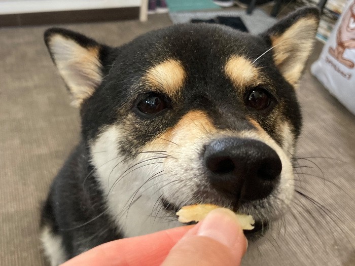 柴犬は食いしん坊なタイプでも食べ物の好みがはっきりしている