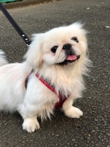 家にきたころの「メイリー」