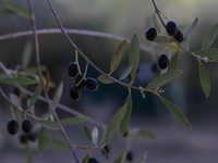 私以外誰も泣いていない。気づいた私は愛着を手放し、転職を決意した