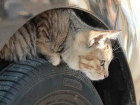 「猫バンバン」運動　発信企業・日産自動車の意図は