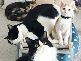 けがした猫を自宅に引き取り治療、世話　女性が保護を続ける理由