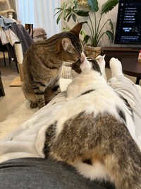 みんな甘えん坊で代わりばんこに足の上に乗ってくる様子（提供：とらまるらんまる+さん）