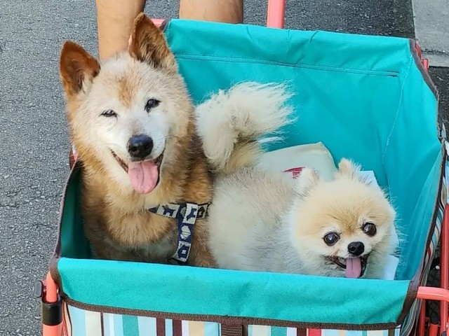 飼い主のバトンタッチ 触られることも拒んだ老犬 心通わせ22歳まで笑顔で生きた 犬 猫との幸せな暮らしのためのペット情報サイト Sippo