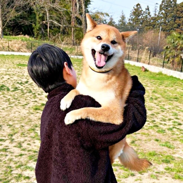 「抱っこして！」  わんこに驚いてお兄ちゃんに抱っこしてもらったいろりくん（画像提供：柴犬いろりさん）