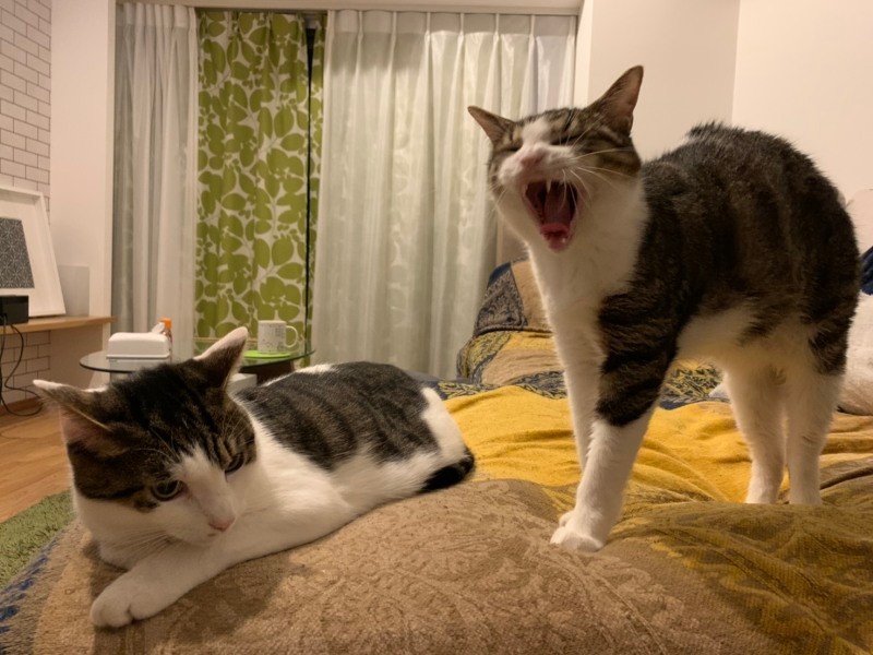 「がおーっ」浦太郎（右）があくびをすれば（うえみさん提供）