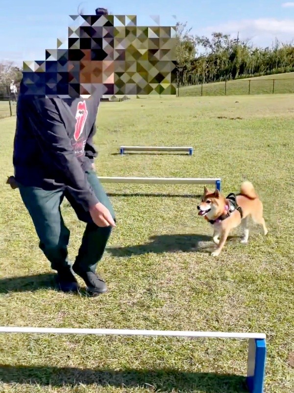 いよいよ最後のハードルへと進むおだしくん（画像提供：柴犬おだしさん）