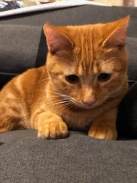 ちょこんと差し出した手もかわいいムギちゃん