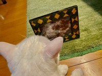 今、我が家には長毛猫はひとりもいません。あのモフモフが懐かしい…