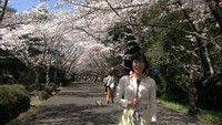 香川で桜の満開が発表「まるで桜のトンネル」　高松市公渕森林公園