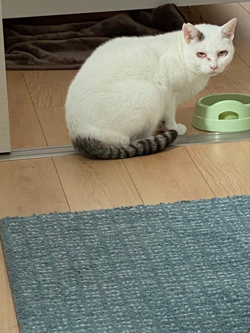 もっとキラキラの写真が撮りたいというたにゃさん＝たにゃさん（@kabukinoraneko）提供