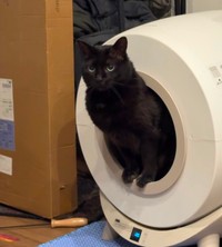 現在のトイレ。砂にはできるだけ触りません（画像提供：cats5_hachiさん））
