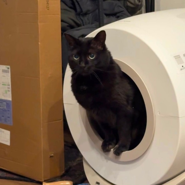 現在のトイレ。砂にはできるだけ触りません（画像提供：cats5_hachiさん））