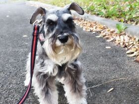 散歩大好きなのになぜかクレートに立てこもる　ミニチュア・シュナウザーの「ビアド」