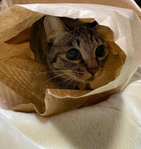 袋の中って落ち着くにゃ