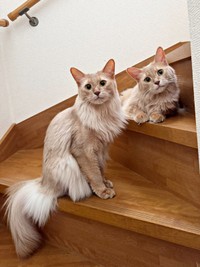 階段上でくつろぐ（左から）凪くん、颯くん（画像提供：凪颯さん）