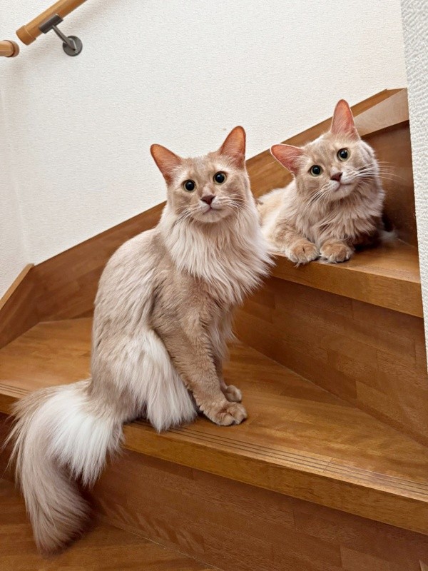 階段上でくつろぐ（左から）凪くん、颯くん（画像提供：凪颯さん）