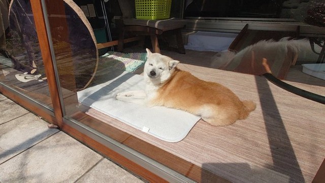 ククリちゃんはとてもマイペース（提供：くーさんママさん）