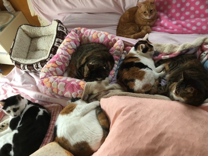 朋子さんのベッドは猫布団。潜って寝るそうです！