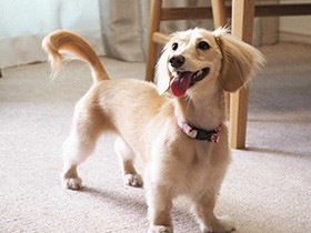 ボール遊びをしてにっこり　ミニチュアダックスの「ゆき」