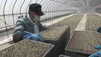 田植えシーズンを前に　岡山・新見市で苗づくり始まる