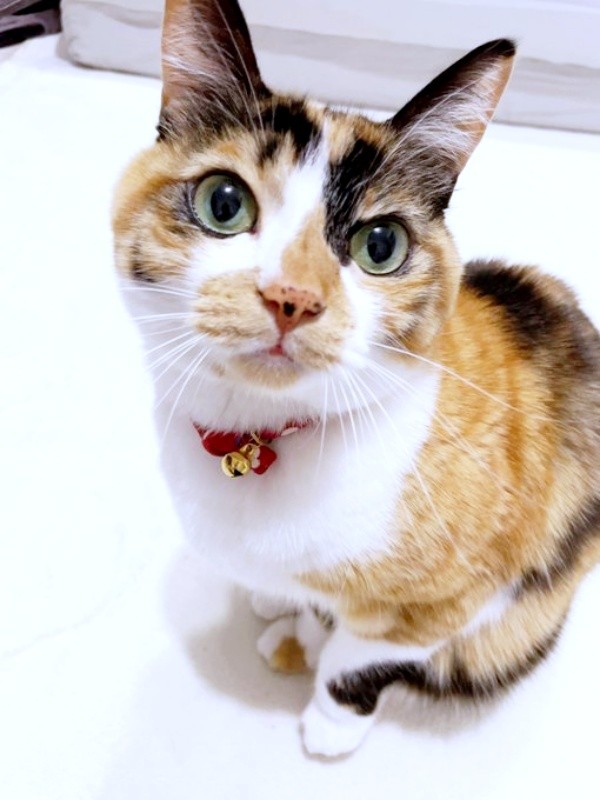 おすまし顔もキュートなメルちゃん（画像提供：mananyanさん）