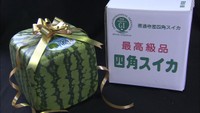観賞用に人気「四角スイカ」出荷　地域ブランド保護のGI登録でマークも　香川・善通寺市