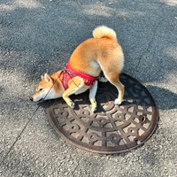 散歩中、突然ゴロスリを始めるランちゃん（画像提供：柴犬ランちゃん お転婆日記さん）