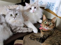 まるで会議してるみたい！？ （左から）しゅらくん、りおらくん、みらちゃん（画像提供：みしゅりさん）